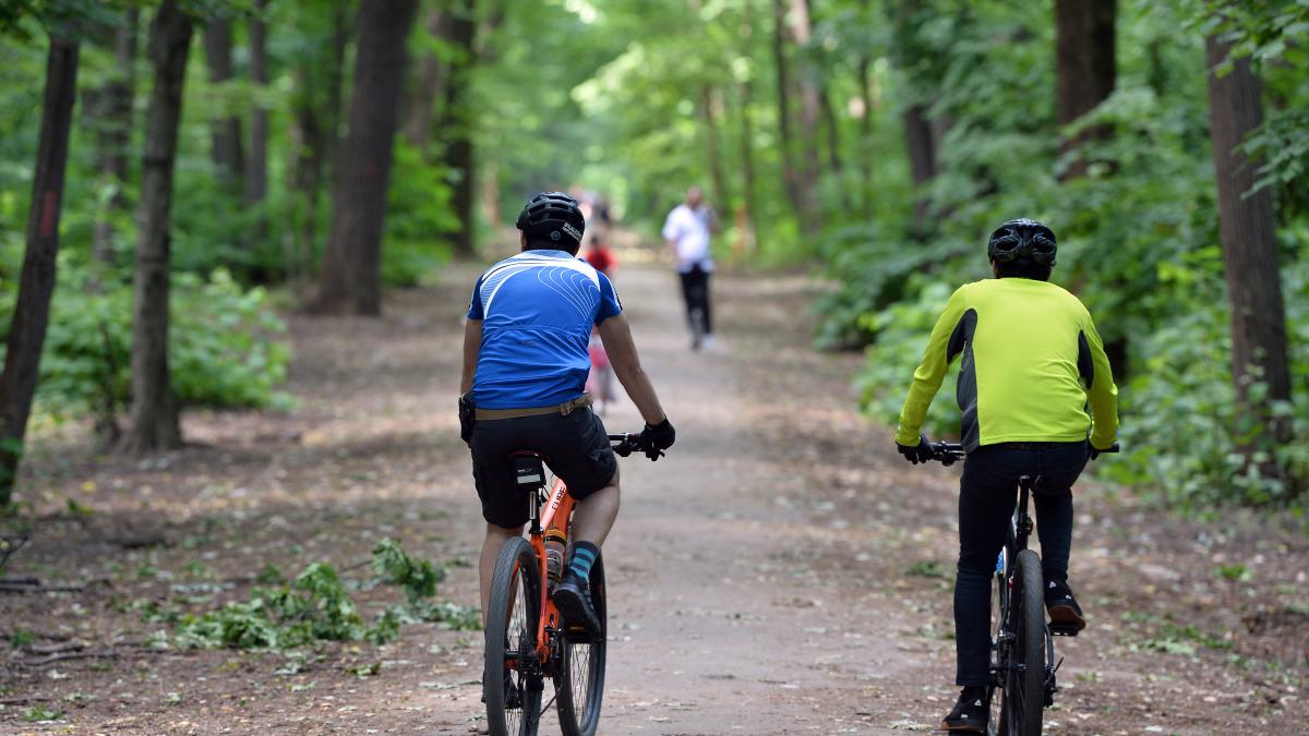 Padurea Banesa trebuie sa devina arie protejata nationala