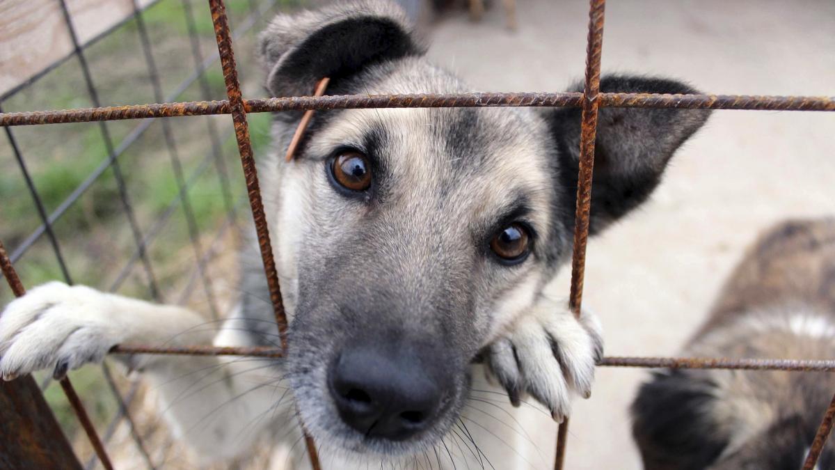 Pachet de legi pentru protectia animalelor vii1763992950