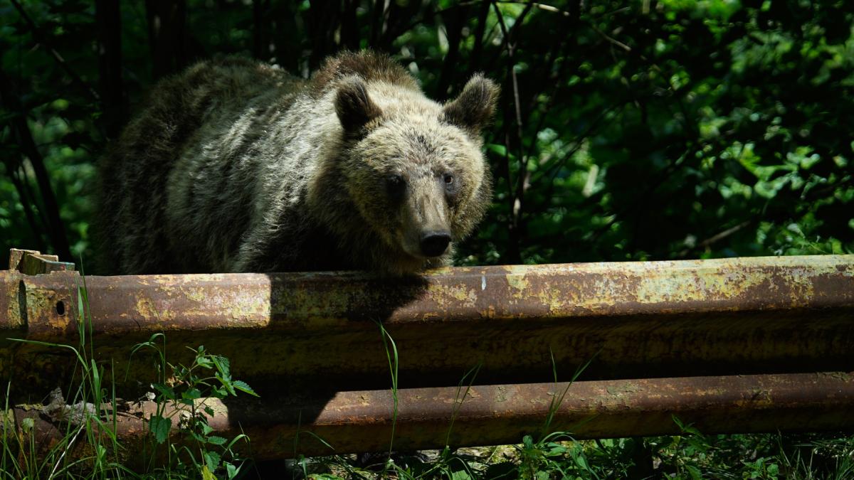 Romnia ar putea vna dublu de muli uri Buzoianu Ar fi un rspuns la o nevoie real nu1774255060