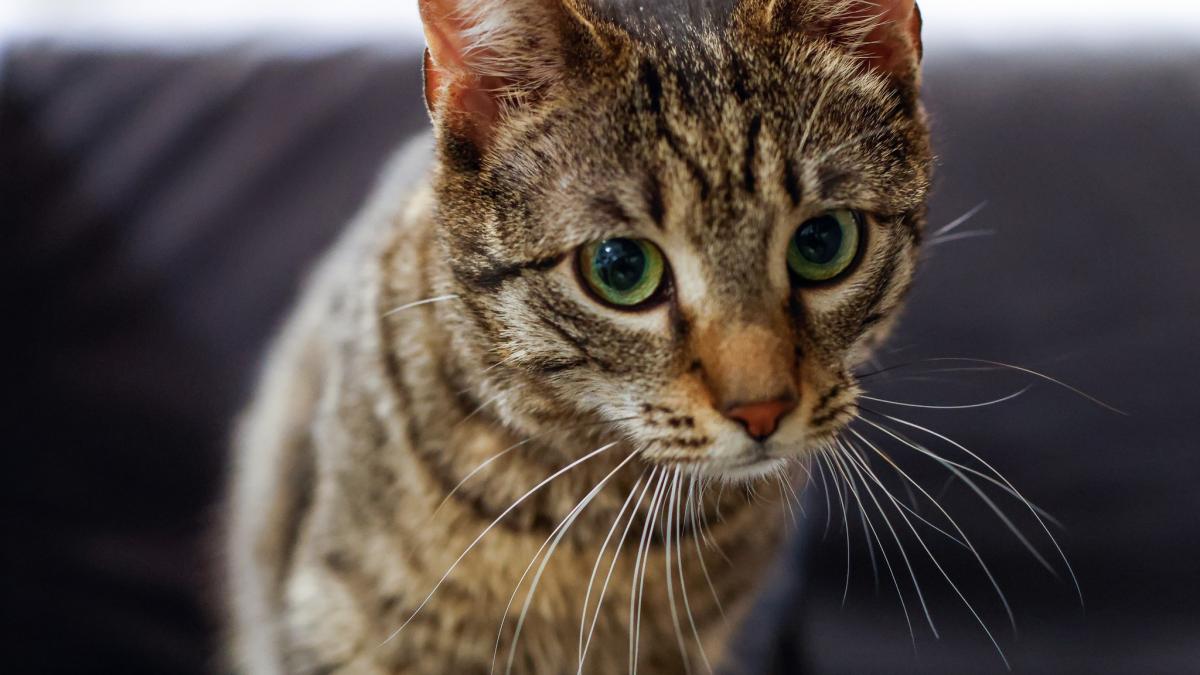 Ministerul Mediului a adoptat o pisica cu o poveste emotionanta Buzoianu Transformarea este1775129876