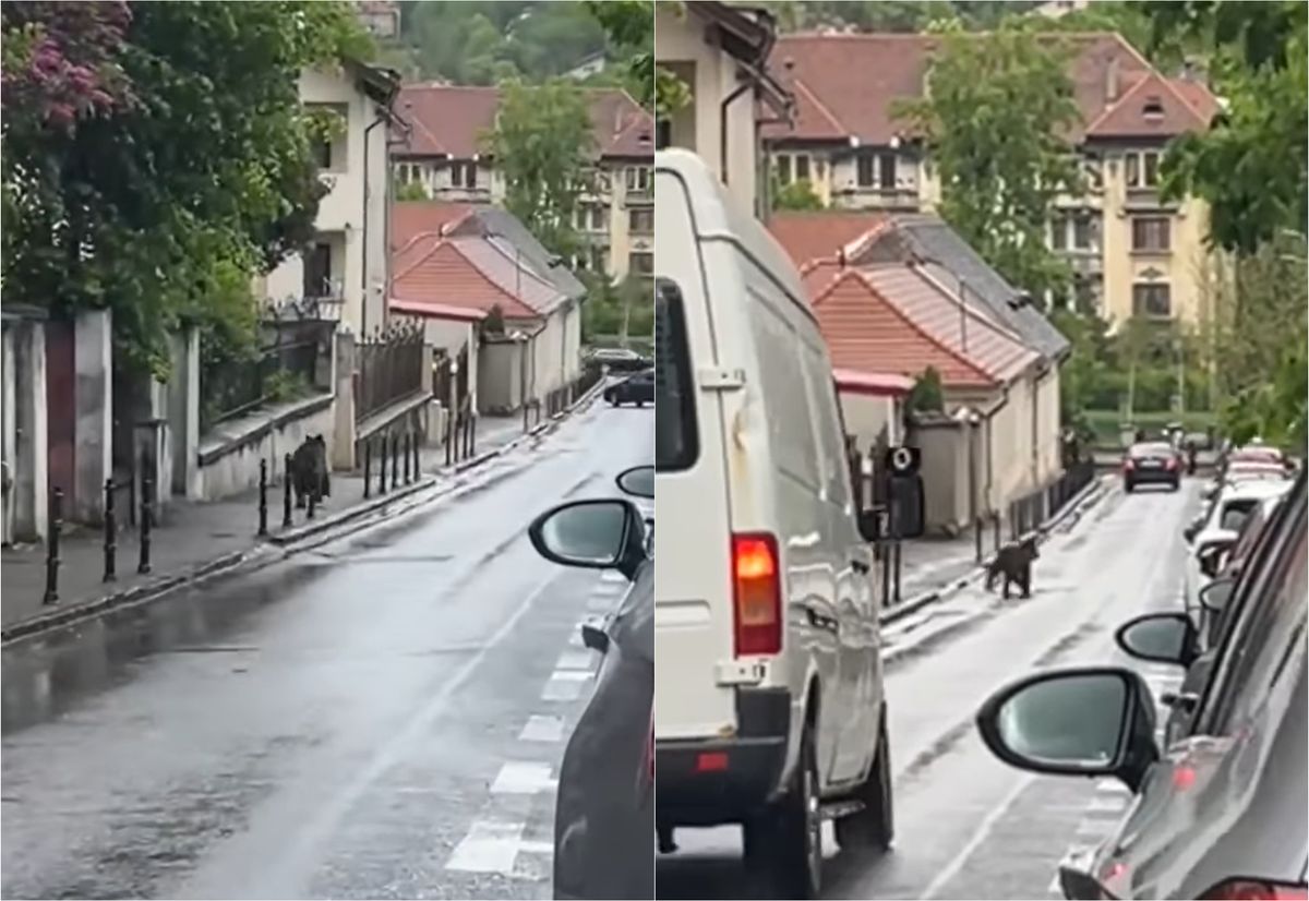 Un urs surprins alergand pe strazile din Brasov aproape de Biserica Neagra Ce a filmat un trecator1778679619