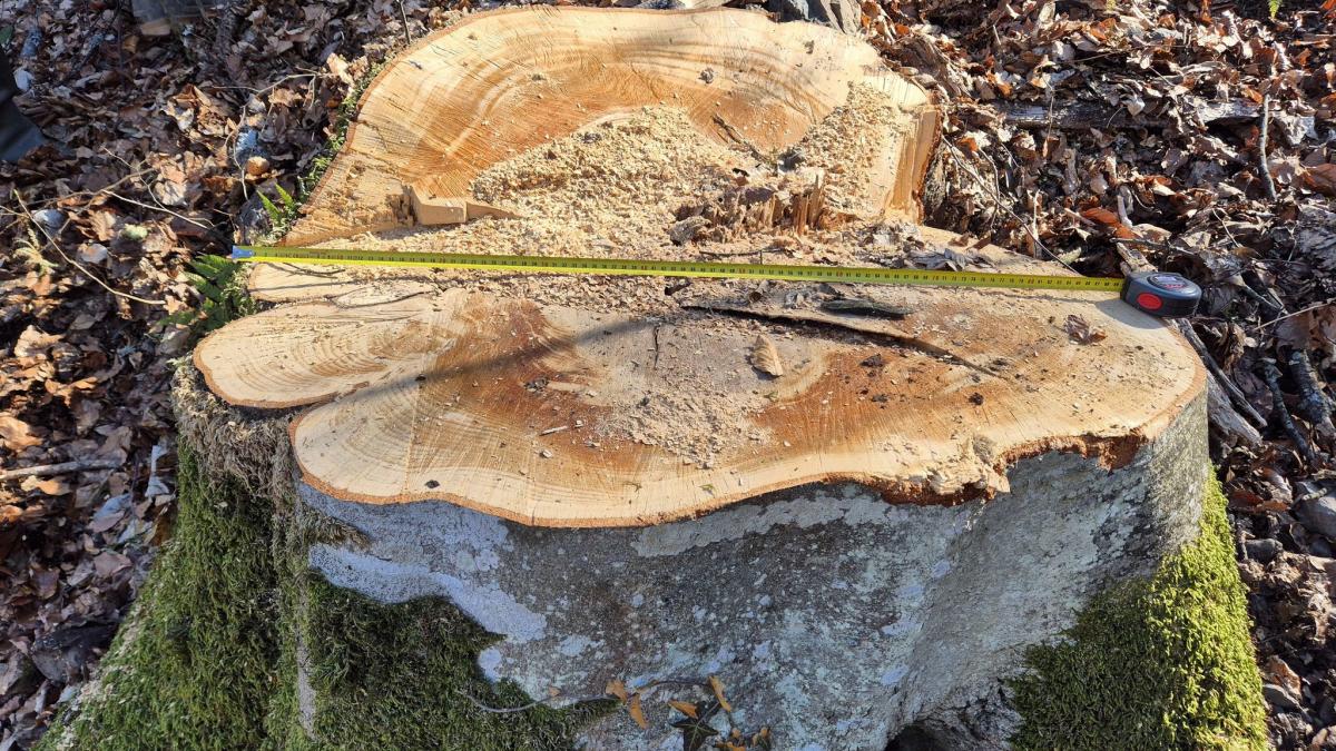 Buzoianu afirma ca a descoperit metoda prin care se fura padurile Romaniei Au falsificat un ciocan de marcat si1780485141