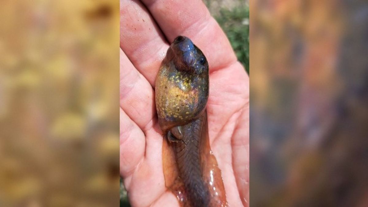 Descoperire surprinzătoare! Ce este creatura misterioasă descoperită recent într-o mlaștină din Europa 2 descoperire surprinzatoare ce este creatura misterioasa descoperita recent intr o mlastina din europa1781525535