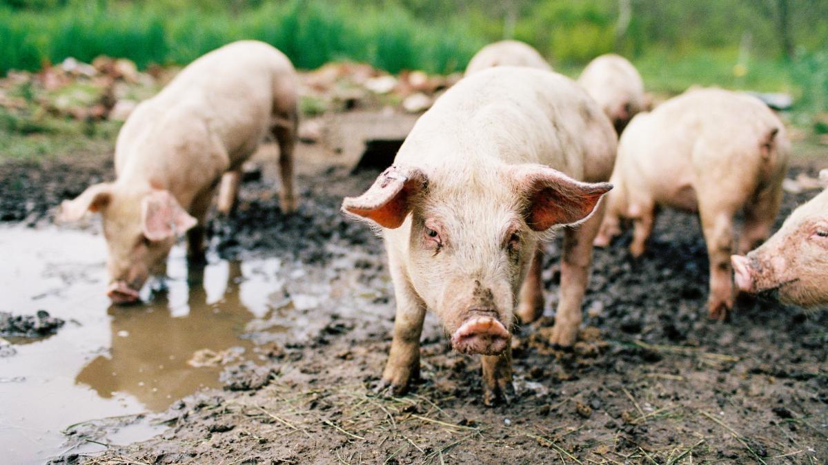 Camera Deputaților a adoptat noi măsuri pentru combaterea pestei porcine africane. Ajutoare pentru... 2 Camera Deputatilor a adoptat noi masuri pentru combaterea pestei porcine africane Ajutoare pentru1785499188