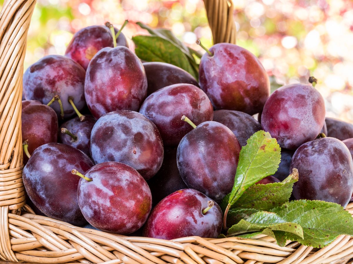 Pretul kilogramului de prune in pietele din Romania De ce nu se inghesuie oamenii sa le achizitioneze1787566491