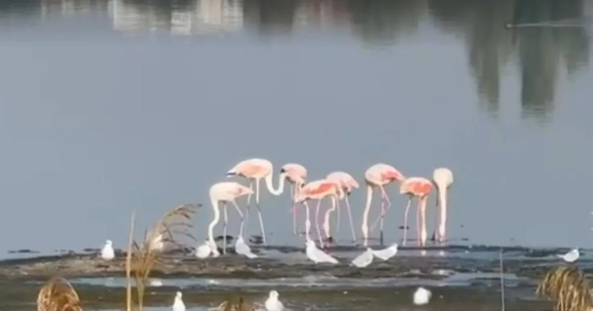 Flamingo roz, apariție neobișnuită pe un lac din România 3 Flamingo roz, apariție neobișnuită pe un lac din România