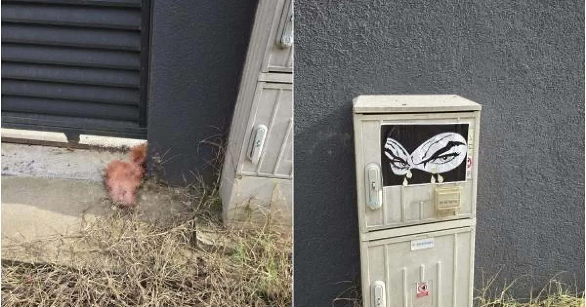 Imagini cu persoana care a lăsat capul de porc la poarta lui Lulea 3 Imagini cu persoana care a lăsat capul de porc la poarta lui Lulea