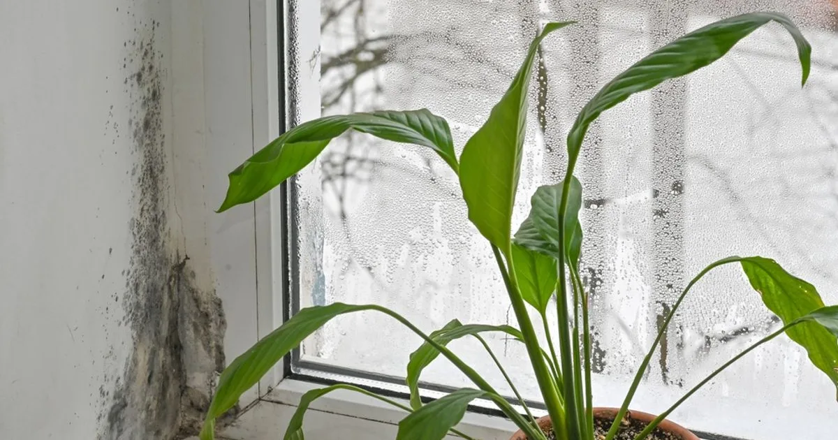 Plante de apartament care reduc umiditatea. Flori pentru casă împotriva mucegaiului 2 Plante de apartament care reduc umiditatea. Flori pentru casă împotriva mucegaiului